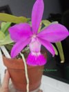 Cattleya walkeriana 